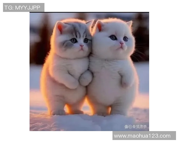 小猫足球明星的可爱瞬间展现了它们的运动天赋与活力四射的魅力